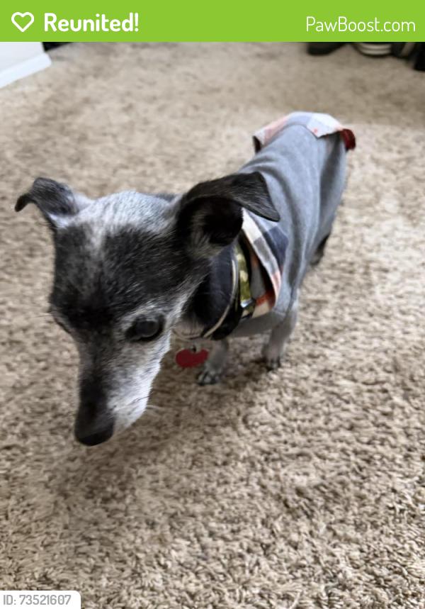 Reunited Male Dog last seen Pitt St, Albuquerque, NM 87111