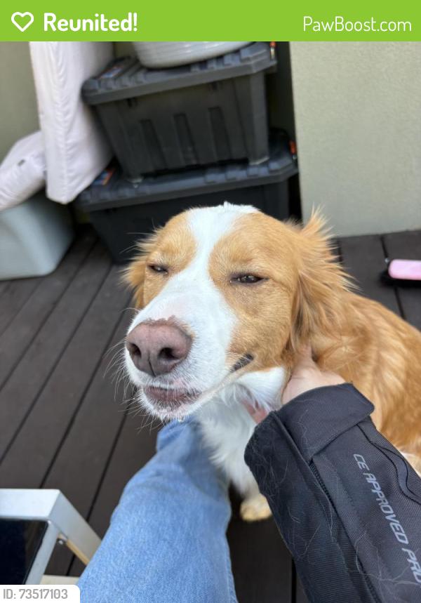 Reunited Male Dog last seen Near First Avenue, Dandenong North, Victoria, Dandenong North, VIC 3175
