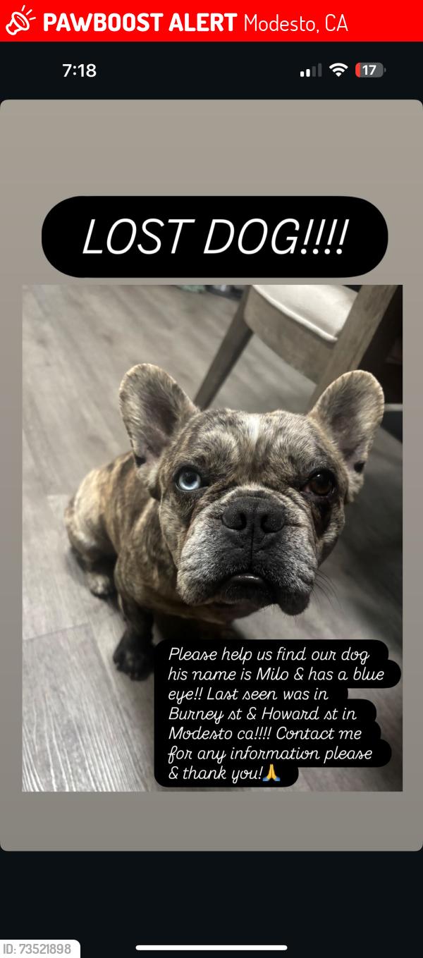 Lost Male Dog last seen Burney st, Modesto, CA 95354