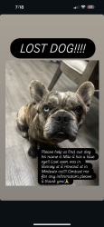Lost Male Dog last seen Burney st, Modesto, CA 95354