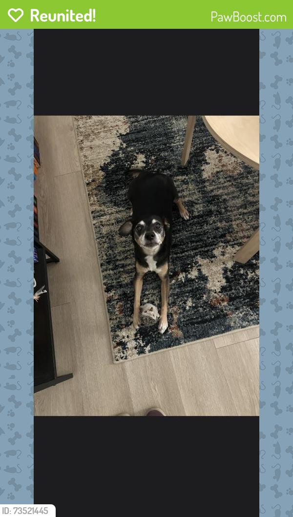 Reunited Male Dog last seen South Shore Harbour, League City, TX 77573