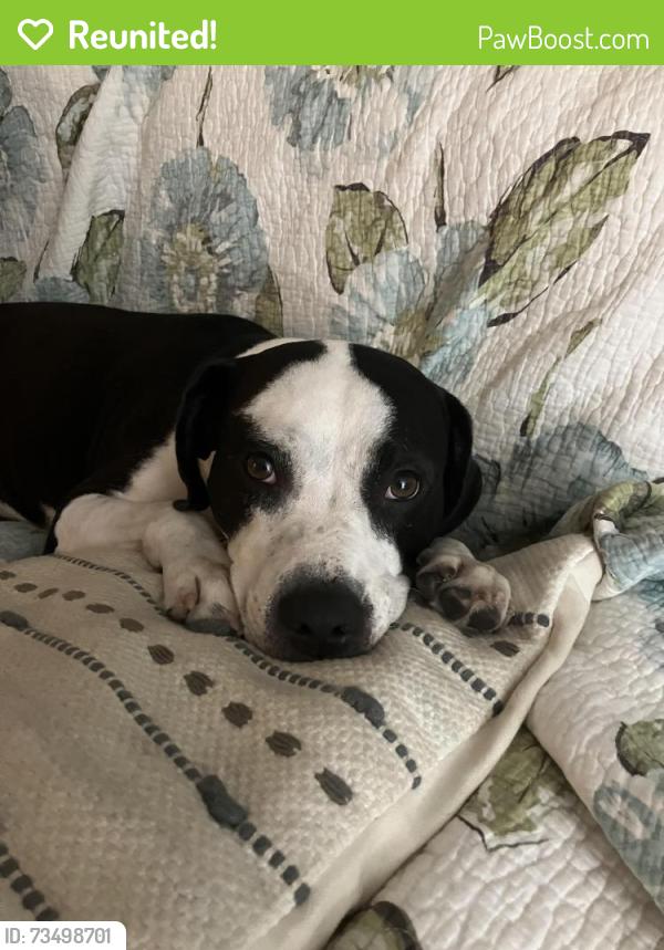 Reunited Female Dog last seen Virginia Beach blvd, Virginia Beach, VA 23451