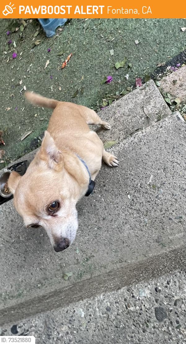 Found/Stray Male Dog last seen Citrus / Fontana, Fontana, CA 92335