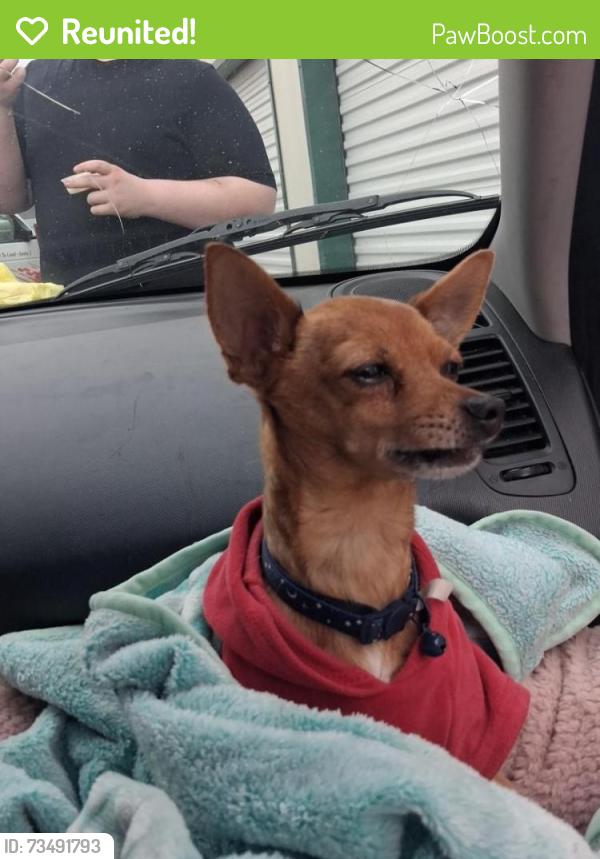 Reunited Female Dog last seen Francis, Spokane, WA 99217