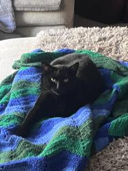 Lost Male Cat last seen Near e ferret dr, Spokane Valley, WA 99206