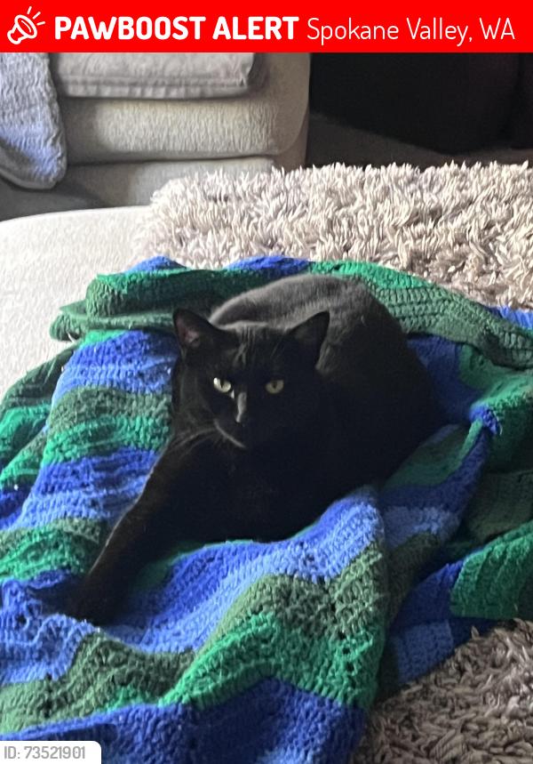 Lost Male Cat last seen Near e ferret dr, Spokane Valley, WA 99206