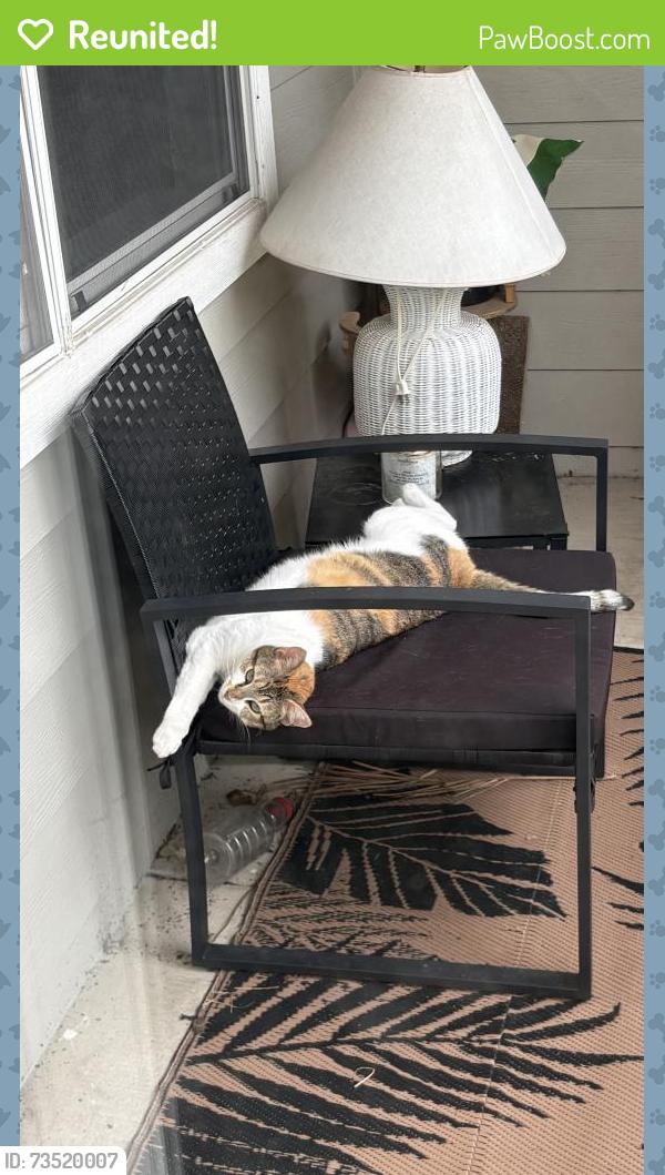 Reunited Female Cat last seen Highway 69. Kingwood Place Dr, Houston, TX 77339