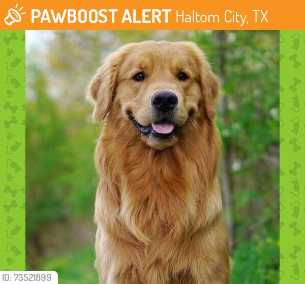 Found/Stray Unknown Dog last seen Gas stations were nearby, Haltom City, TX 76117