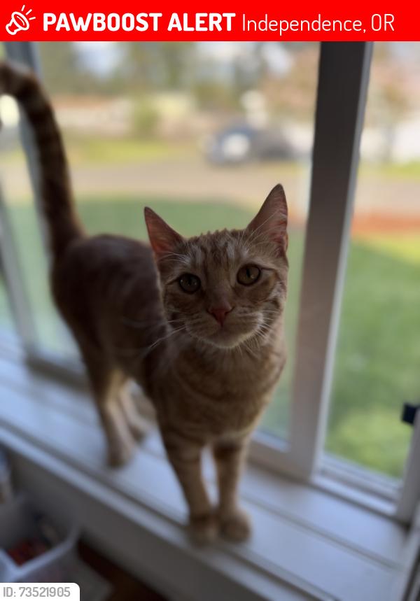 Lost Female Cat last seen S 8th St, Independence, OR 97351