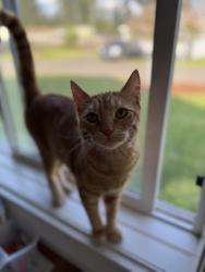 Lost Female Cat last seen S 8th St, Independence, OR 97351