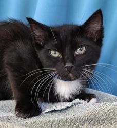 Reunited Male Cat last seen Near ramble rose Cir, Sanford, FL 32771