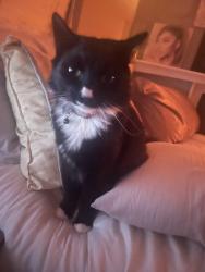 Lost Female Cat last seen Utah Ave and Mojave St Sandy Valley, NV 89019, Sandy Valley, NV 89019