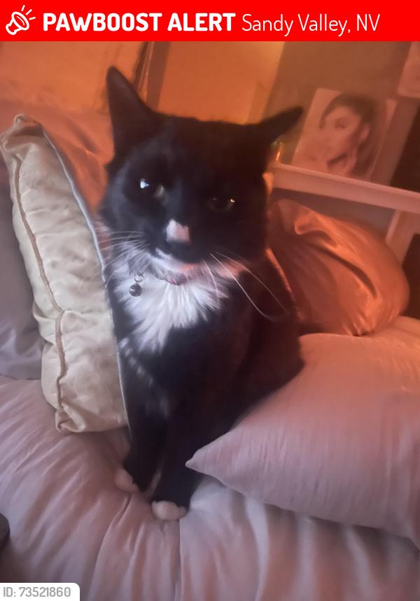 Lost Female Cat last seen Utah Ave and Mojave St Sandy Valley, NV 89019, Sandy Valley, NV 89019