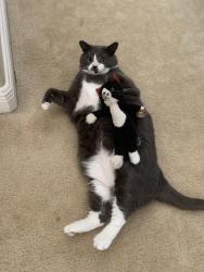Reunited Male Cat last seen Near Medallion Bluff Ln, Orlando, FL 32829