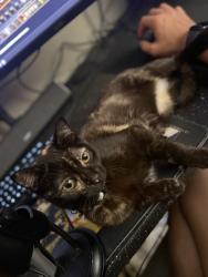 Lost Female Cat last seen At home, San Diego, CA 92126