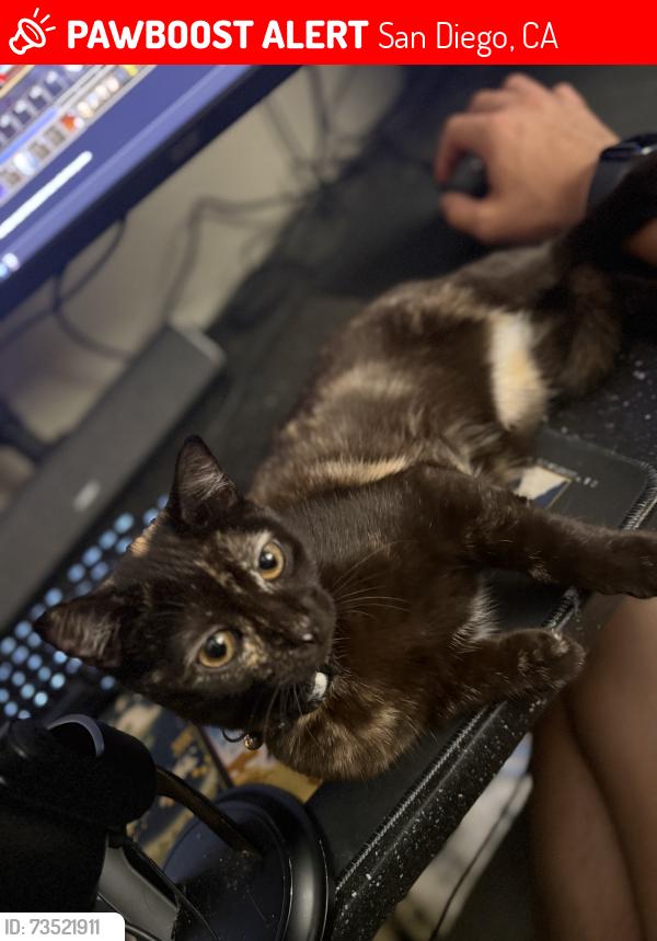 Lost Female Cat last seen At home, San Diego, CA 92126