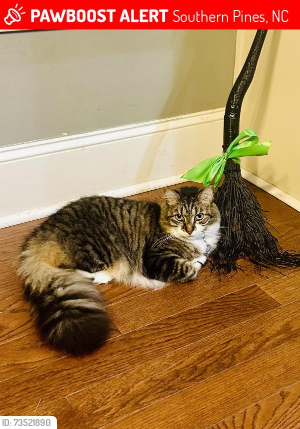 Lost Female Cat last seen MidSouth Club, Southern Pines, NC 28387