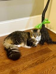 Lost Female Cat last seen MidSouth Club, Southern Pines, NC 28387
