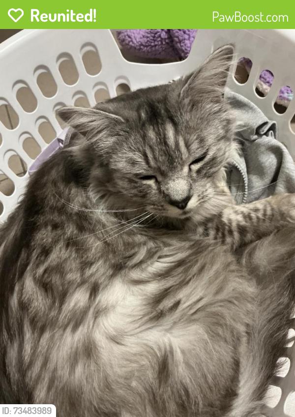 Reunited Male Cat last seen mosaic shops, Lalor, VIC 3075
