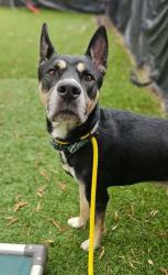 Shelter Stray Male Dog last seen Near Winston Ave, 21212, MD, 2490 Giles Rd, Baltimore, MD 21225, USA