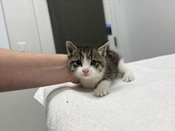 Shelter Stray Male Cat last seen Smart Avenue and Elmwood Avenue, 64124, MO, 7077 Elmwood Ave, Kansas City, MO 64132, USA