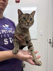 Shelter Stray Female Cat last seen Near N Jefferson St, Kansas City, MO 64118, 64118, MO, 7077 Elmwood Ave, Kansas City, MO 64132, USA