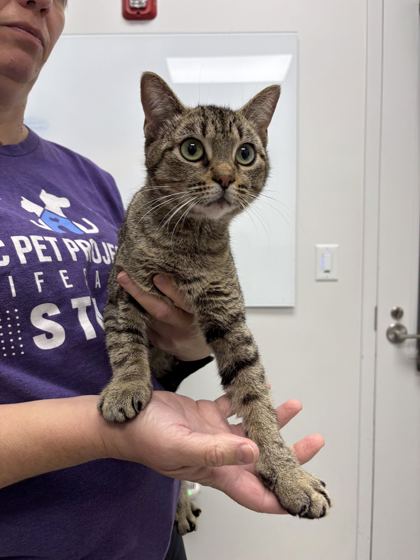 Shelter Stray Female Cat last seen Near N Jefferson St, Kansas City, MO 64118, 64118, MO, 7077 Elmwood Ave, Kansas City, MO 64132, USA
