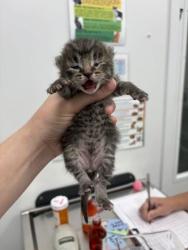 Shelter Stray Female Cat last seen Near N Jefferson St, Kansas City, MO 64118, 64118, MO, 7077 Elmwood Ave, Kansas City, MO 64132, USA