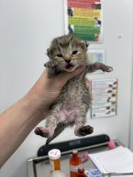 Shelter Stray Female Cat last seen Near N Jefferson St, Kansas City, MO 64118, 64118, MO, 7077 Elmwood Ave, Kansas City, MO 64132, USA