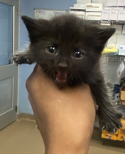 Shelter Stray Female Cat last seen Near REDAN ROAD, 30083, GA, 3280 Chamblee Dunwoody Rd, Chamblee, GA 30341, USA