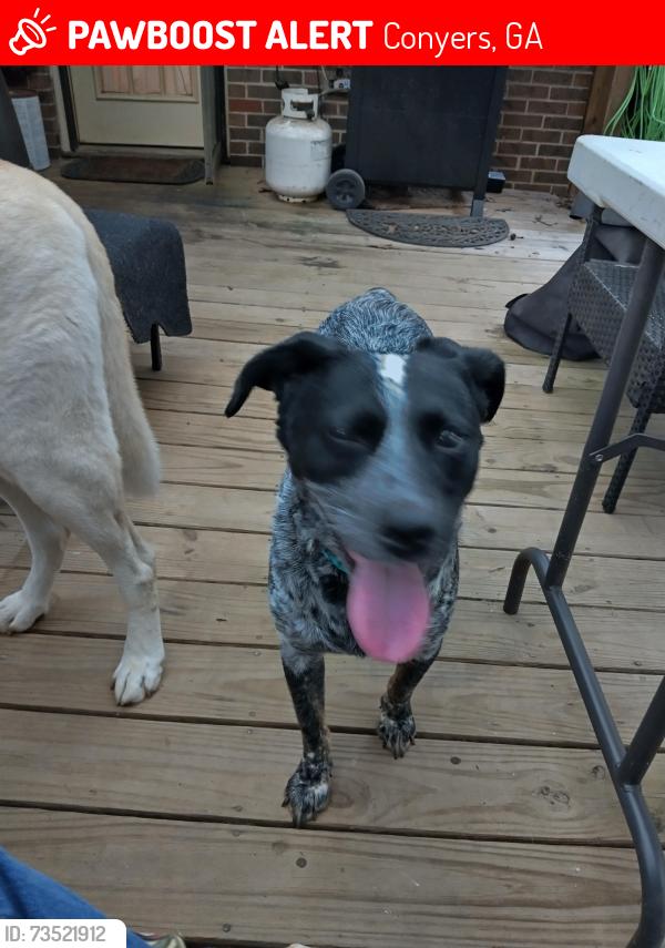 Lost Male Dog last seen Hwy 20 and Honey Creek, Conyers, GA 30094