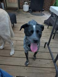 Lost Male Dog last seen Hwy 20 and Honey Creek, Conyers, GA 30094
