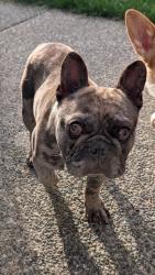 Reunited Male Dog last seen 208th ave E bonney lake Washington, Bonney Lake, WA 98391