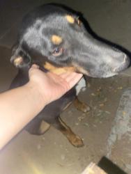 Lost Female Dog last seen Sheridan park, 405 s merill st corona ca, Corona, CA 92882
