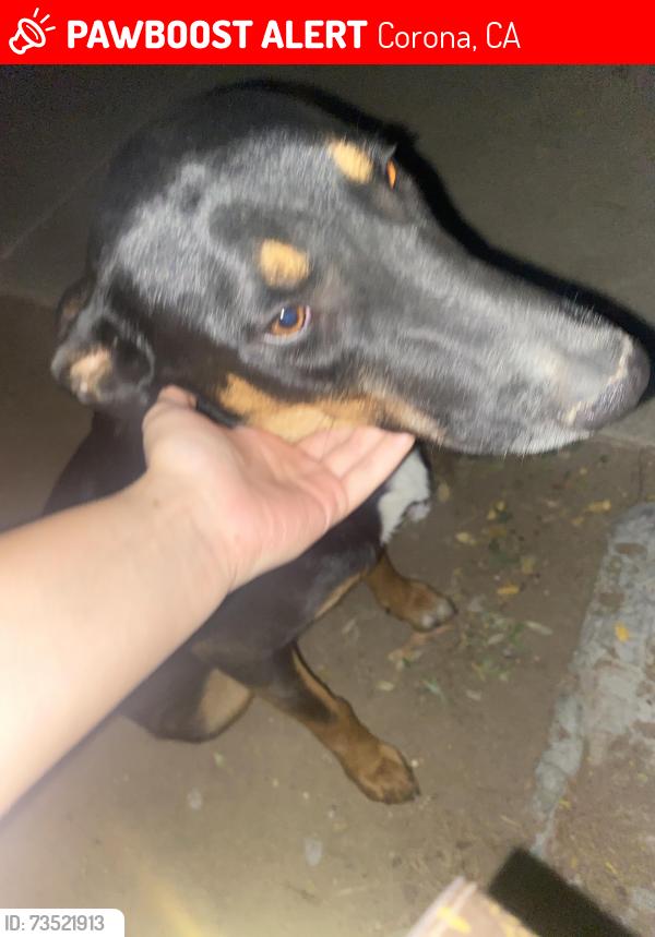 Lost Female Dog last seen Sheridan park, 405 s merill st corona ca, Corona, CA 92882