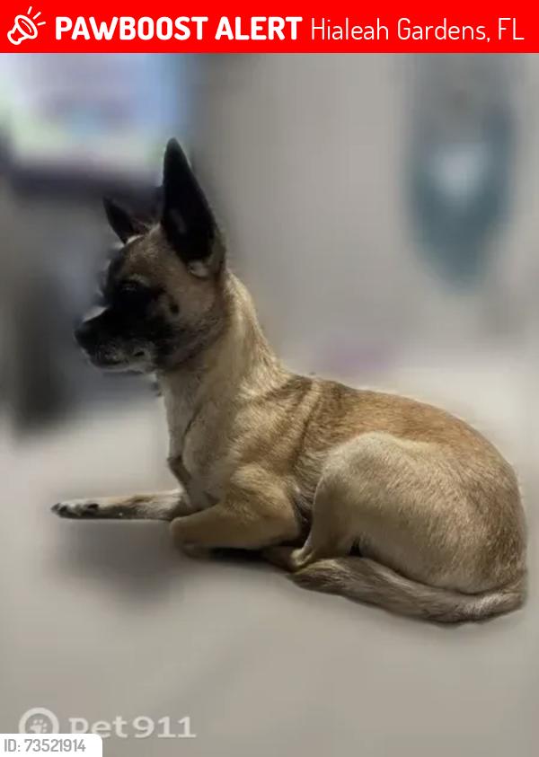 Lost Female Dog last seen Morales, Hialeah Gardens, FL 33018