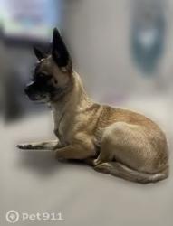 Lost Female Dog last seen Morales, Hialeah Gardens, FL 33018