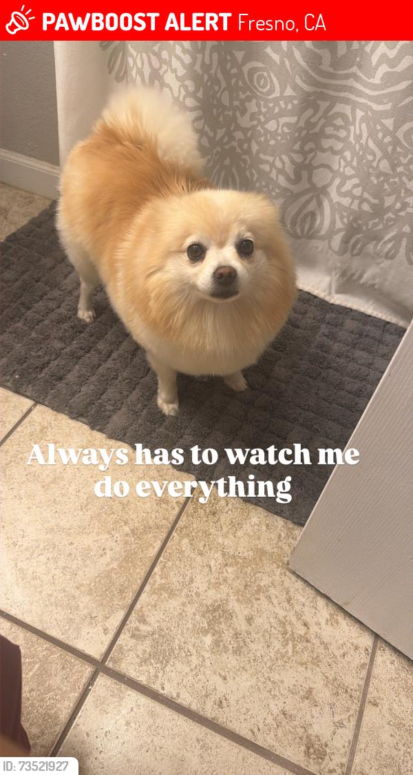 Lost Female Dog last seen First McKinley, Fresno, CA 93703