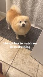 Lost Female Dog last seen First McKinley, Fresno, CA 93703