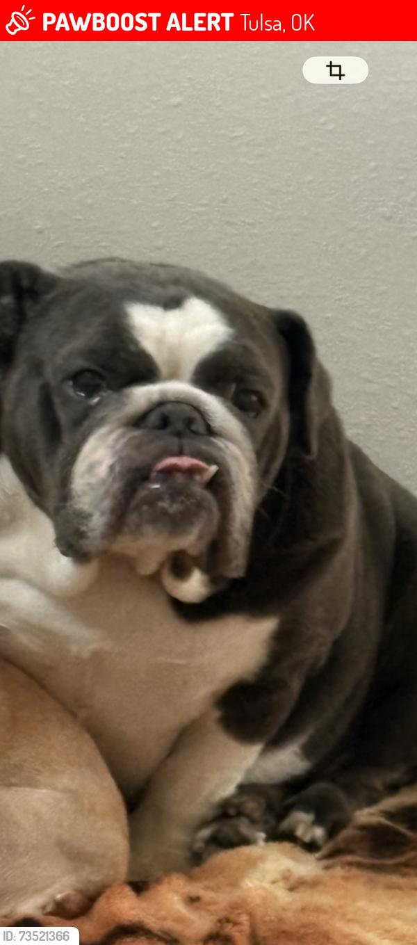 Lost Female Dog last seen Admiral and Sheridan, Tulsa, OK 74115