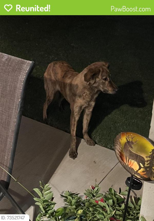 Reunited Unknown Dog last seen 75th St S and 86th E Pl, Tulsa, OK 74133