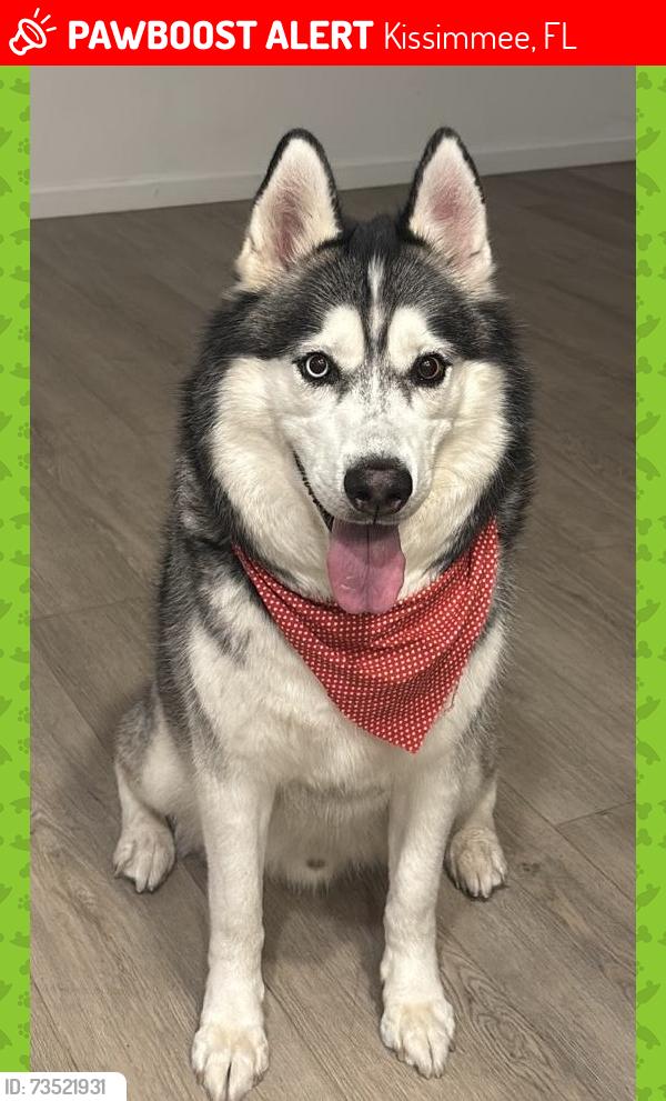 Lost Female Dog last seen Dorado Dr kissimee, Kissimmee, FL 34741