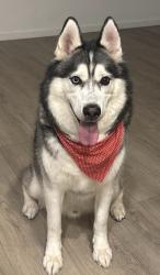 Lost Female Dog last seen Dorado Dr kissimee, Kissimmee, FL 34741