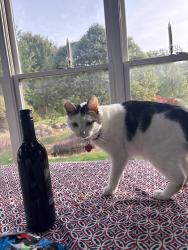 Reunited Male Cat last seen Near Hannon Rd, Erie, PA 16510, USA, Erie, PA 16510