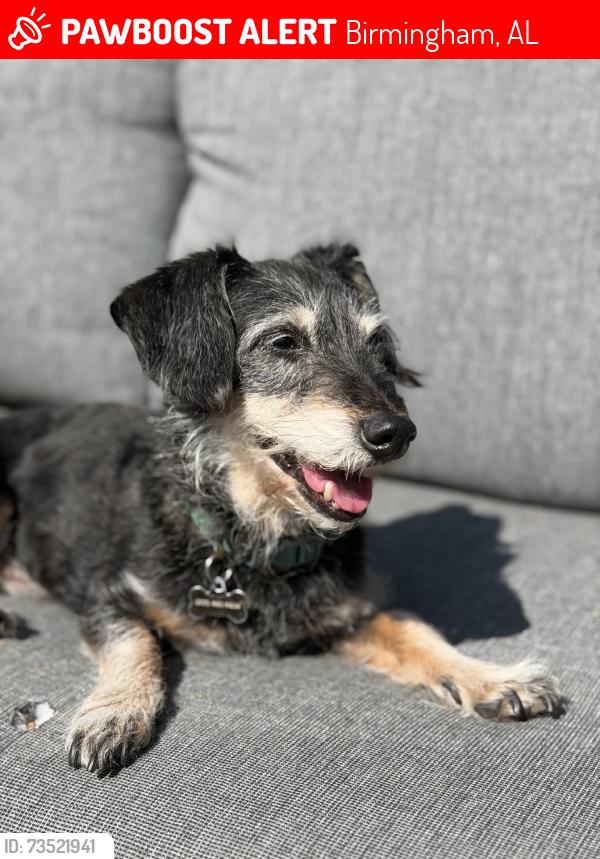 Lost Male Dog last seen West Homewood area, Birmingham, AL 35209