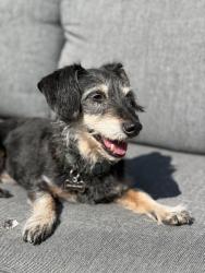 Lost Male Dog last seen West Homewood area, Birmingham, AL 35209