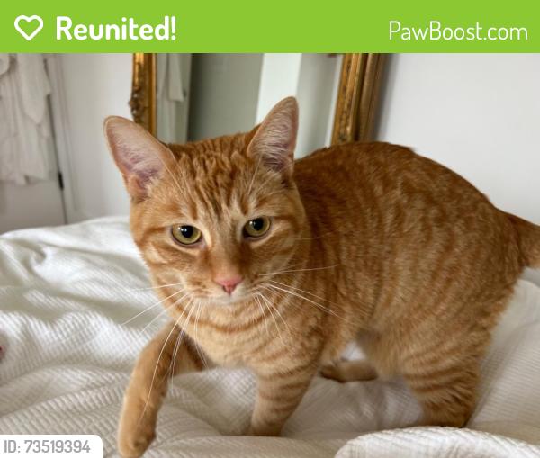 Reunited Male Cat last seen Scio Church Road & Knight Road, Ann Arbor, MI 48103