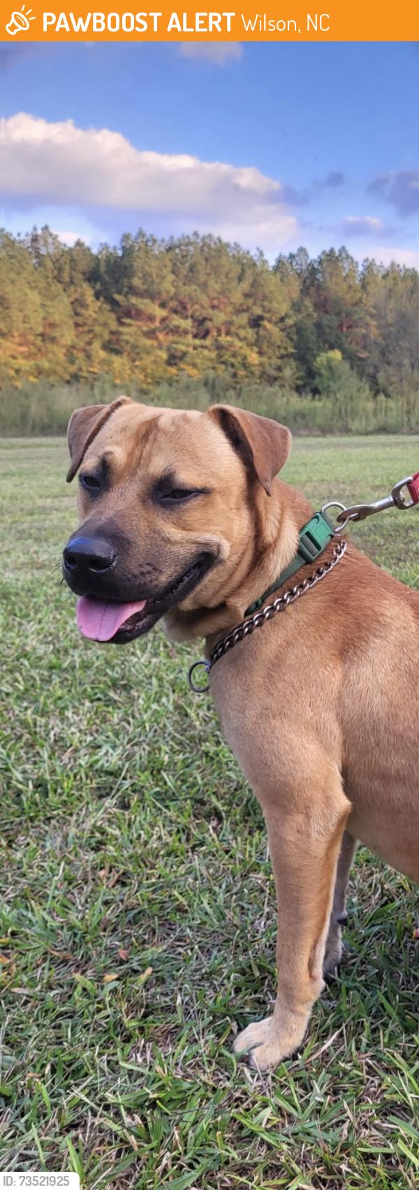 Found/Stray Male Dog last seen Bloomery Road and Packhouse Road, Wilson, NC 27896