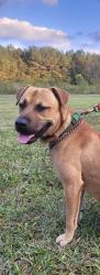 Found/Stray Male Dog last seen Bloomery Road and Packhouse Road, Wilson, NC 27896