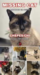 Lost Male Cat last seen Atlantic Blvd, Maywood, CA 90270